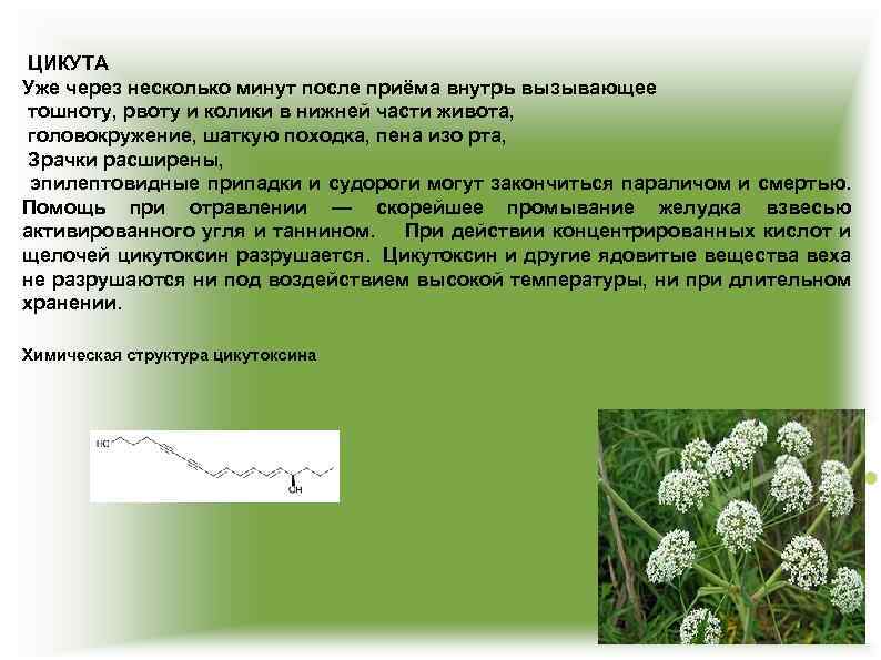 ЦИКУТА Уже через несколько минут после приёма внутрь вызывающее тошноту, рвоту и колики в