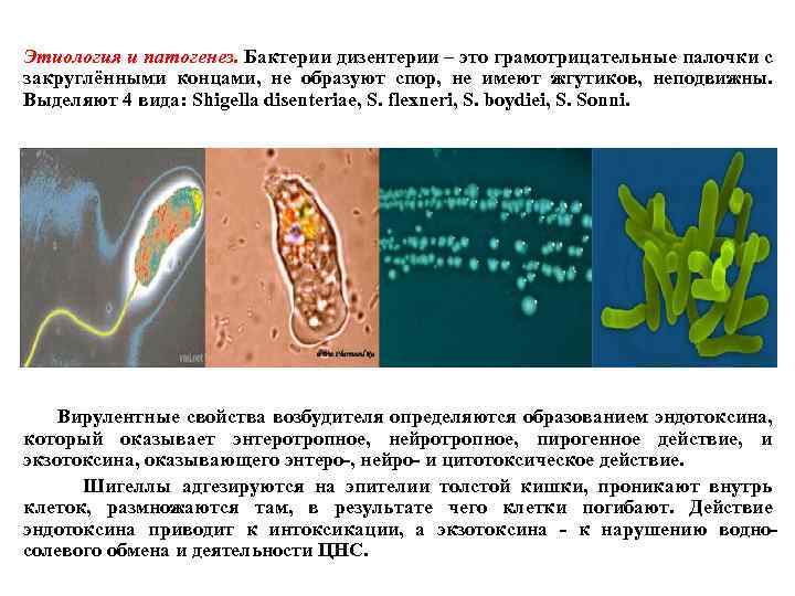 Этиология и патогенез. Бактерии дизентерии – это грамотрицательные палочки с закруглёнными концами, не образуют