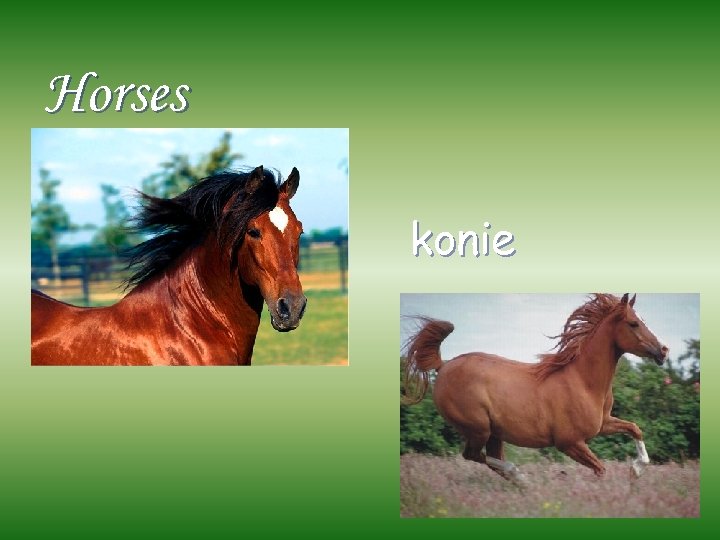 Horses konie 