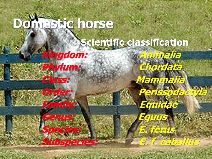 Domestic horse Scientific classification Kingdom: Phylum: Class: Order: Family: Genus: Species: Subspecies: Animalia Chordata