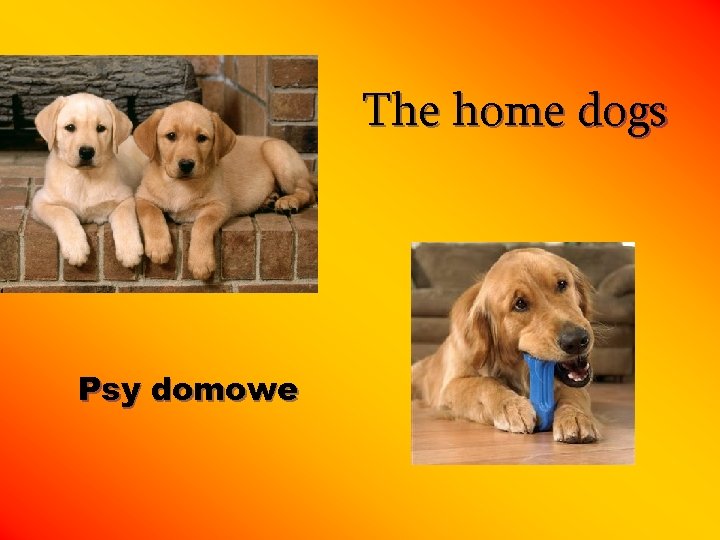 The home dogs Psy domowe 