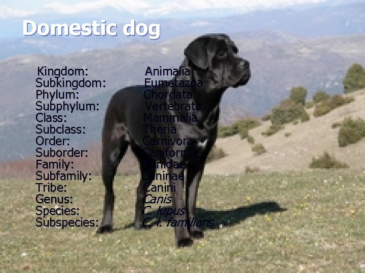 Domestic dog Kingdom: Subkingdom: Phylum: Subphylum: Class: Subclass: Order: Suborder: Family: Subfamily: Tribe: Genus: