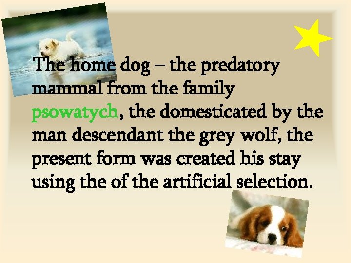 The home dog – the predatory mammal from the family psowatych, the domesticated by