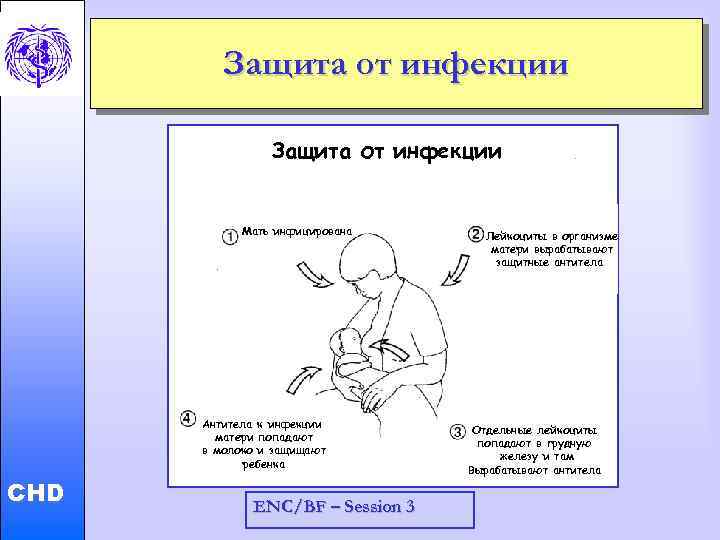 Защита от инфекции Child and Adolescent Health and Development Мать инфицирована CHD Антитела к