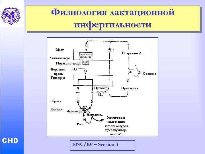 Физиология лактационной инфертильности Мозг Невральный Гипоталамус Пиульсирующй Воротная кровь Гипофиз Сосание Пульсиру ющий Пролактин