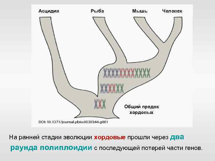 Асцидия Рыба Мышь Человек Общий предок хордовых На ранней стадии эволюции хордовые прошли через