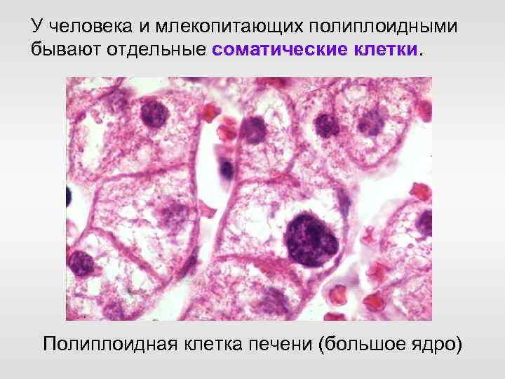 У человека и млекопитающих полиплоидными бывают отдельные соматические клетки. Полиплоидная клетка печени (большое ядро)