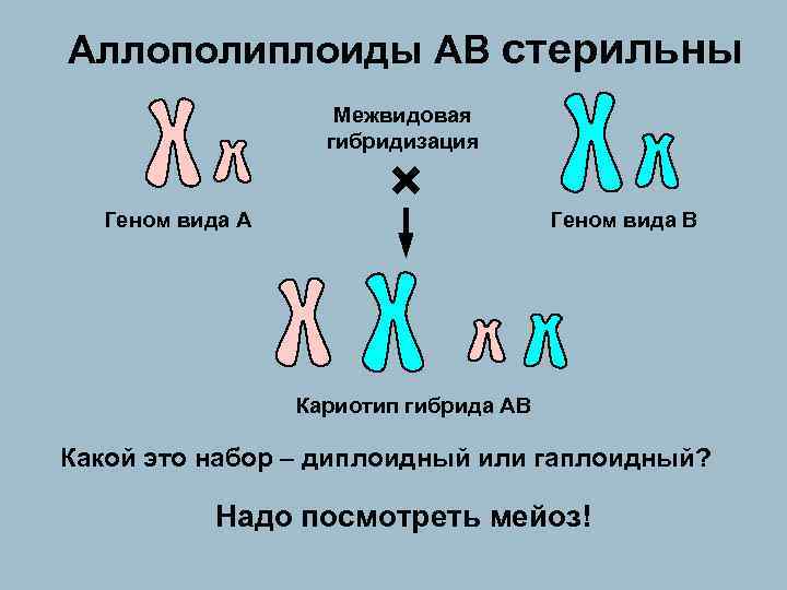 Аллополиплоиды АВ стерильны Межвидовая гибридизация Геном вида А × Геном вида В Кариотип гибрида