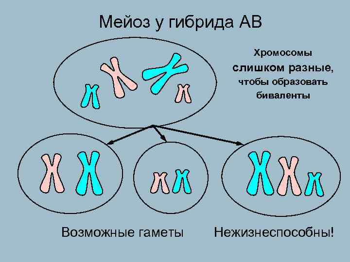 Установите последовательность этапов мейоза выстраивание бивалентов. Биваленты в мейозе это. Биваленты хромосом. Образуются биваленты. Несбалансированные гаметы.