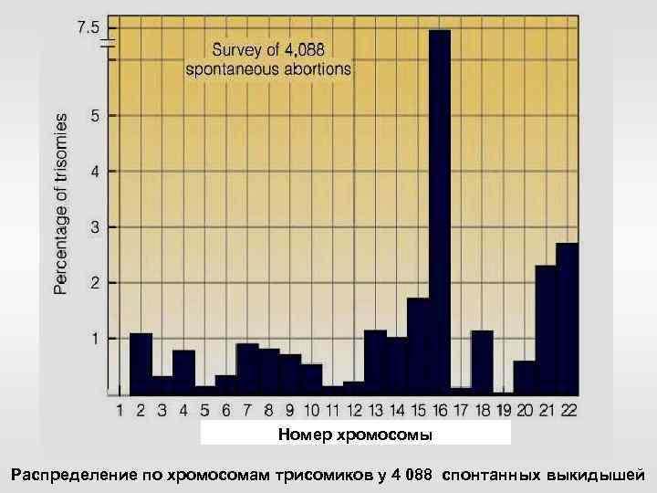 Номер хромосомы Распределение по хромосомам трисомиков у 4 088 спонтанных выкидышей 