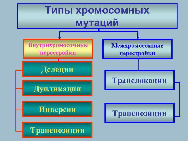 Типы хромосомных мутаций Внутрихромосомные перестройки Межхромосомные перестройки Делеции Дупликации Инверсии Транспозиции Транслокации Транспозиции 