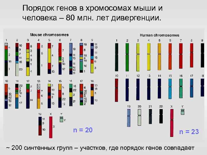 Порядок генов в хромосомах мыши и человека – 80 млн. лет дивергенции. n =