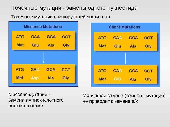 Точечные мутации - замены одного нуклеотида Точечные мутации в колирующей части гена Миссенс-мутация замена