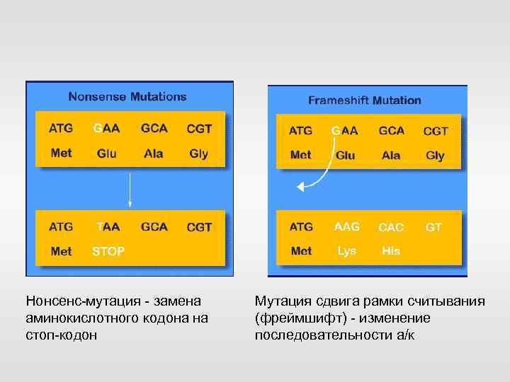 Нонсенс-мутация - замена аминокислотного кодона на стоп-кодон Мутация сдвига рамки считывания (фреймшифт) - изменение