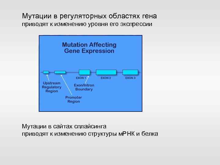 Мутации в регуляторных областях гена приводят к изменению уровня его экспрессии Мутации в сайтах