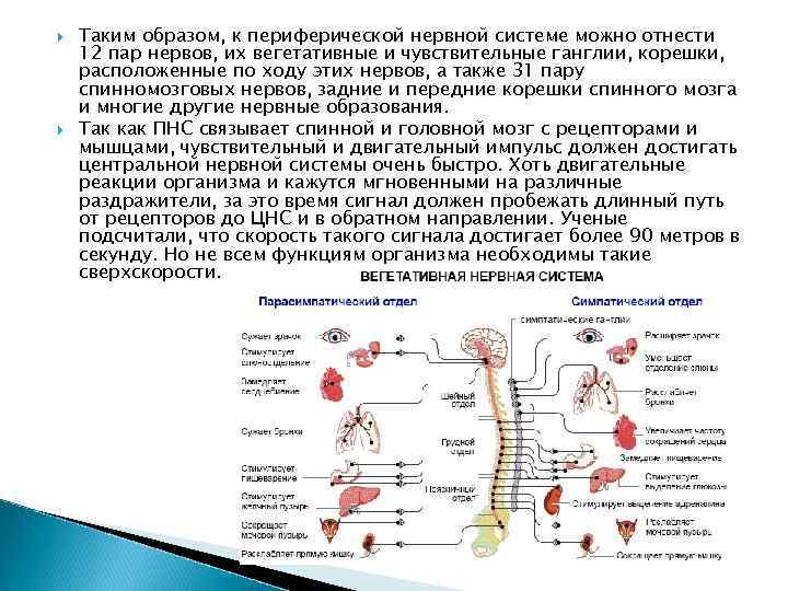  Таким образом, к периферической нервной системе можно отнести 12 пар нервов, их вегетативные