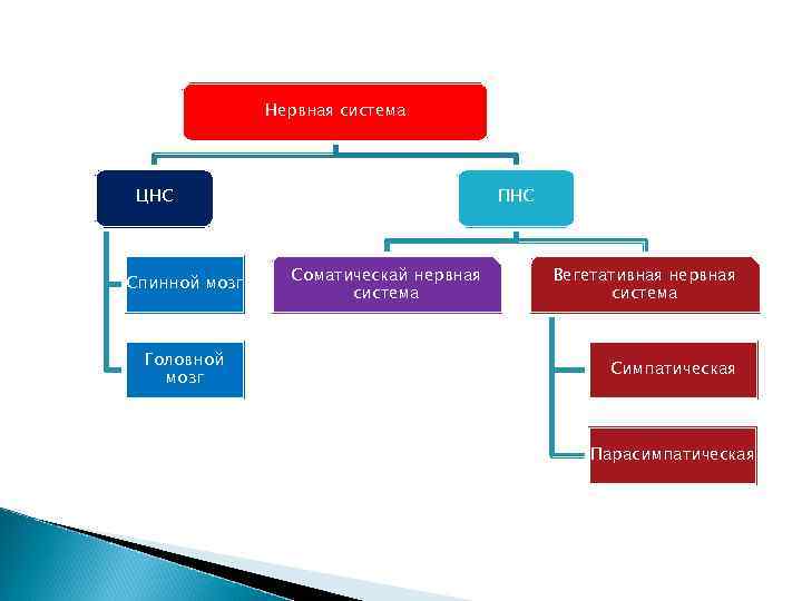 Нервная система ЦНС Спинной мозг Головной мозг ПНС Соматическай нервная система Вегетативная нервная система