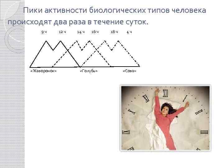  Пики активности биологических типов человека происходят два раза в течение суток. 9 ч