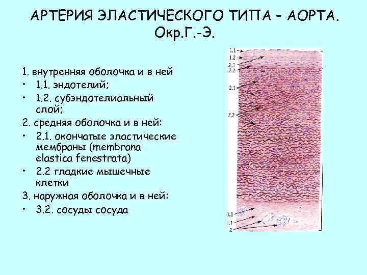 Артерия эластического типа схема