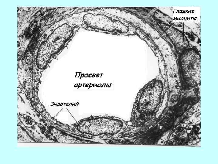 Строение стенки артериолы