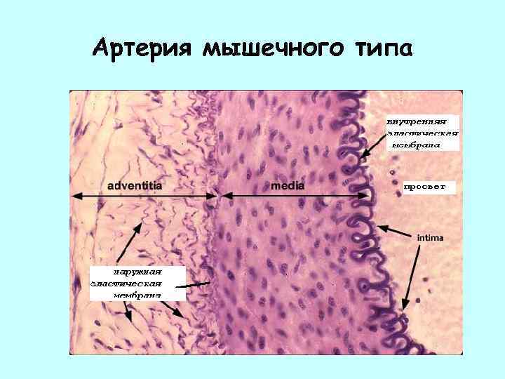 Артерия мышечного типа гистология рисунок с подписями