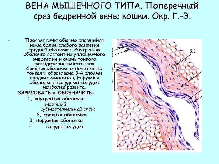 Артерия мышечного типа гистология рисунок с подписями