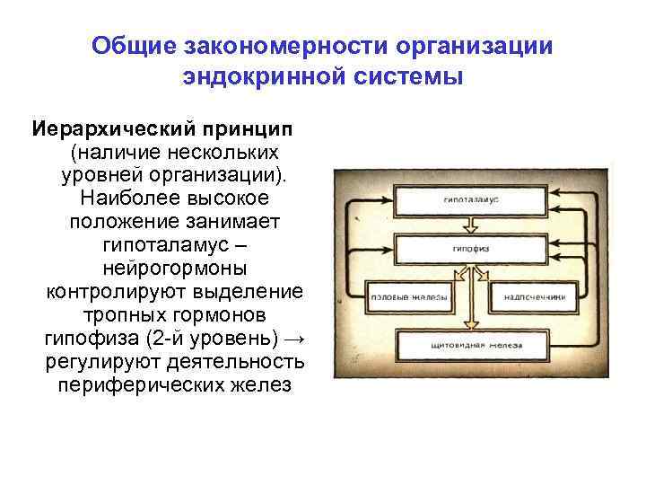 Общие закономерности организации эндокринной системы Иерархический принцип (наличие нескольких уровней организации). Наиболее высокое положение