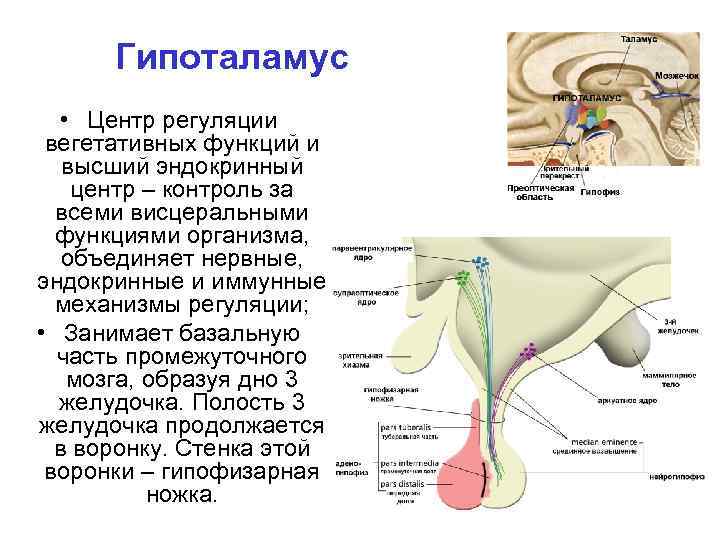 Гипоталамус • Центр регуляции вегетативных функций и высший эндокринный центр – контроль за всеми