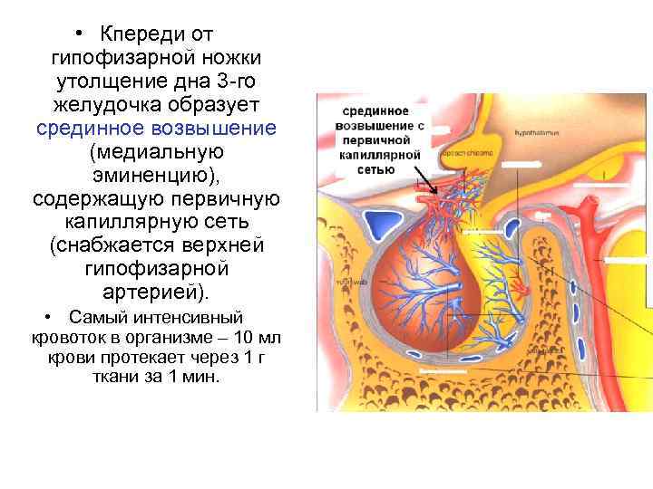  • Кпереди от гипофизарной ножки утолщение дна 3 -го желудочка образует срединное возвышение