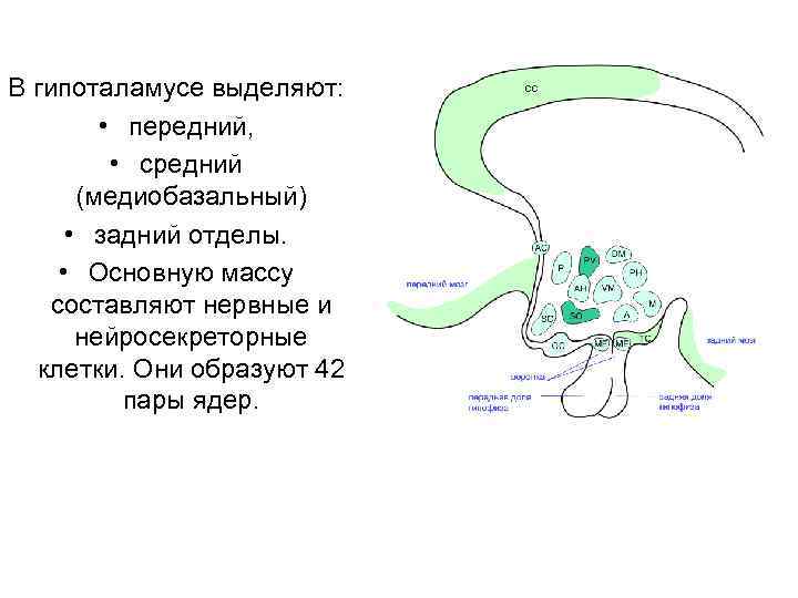 В гипоталамусе выделяют: • передний, • средний (медиобазальный) • задний отделы. • Основную массу