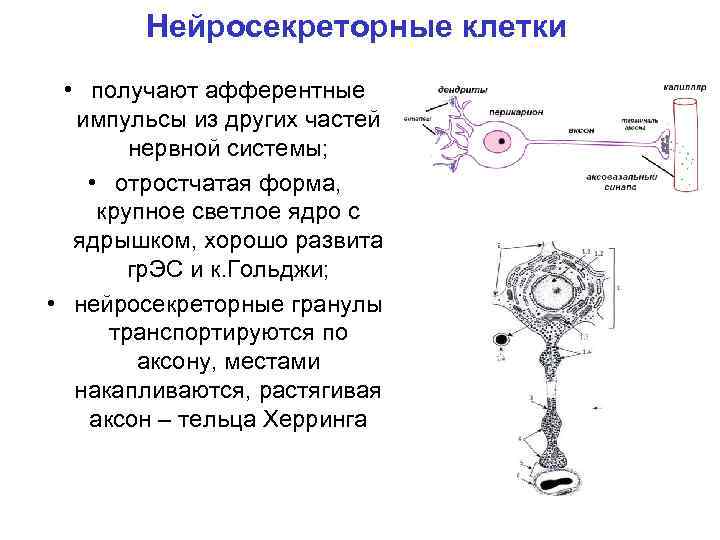 Нейросекреторные клетки • получают афферентные импульсы из других частей нервной системы; • отростчатая форма,