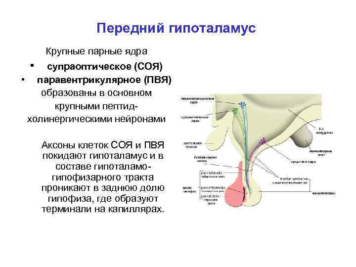 Передний гипоталамус Крупные парные ядра • супраоптическое (СОЯ) • паравентрикулярное (ПВЯ) образованы в основном