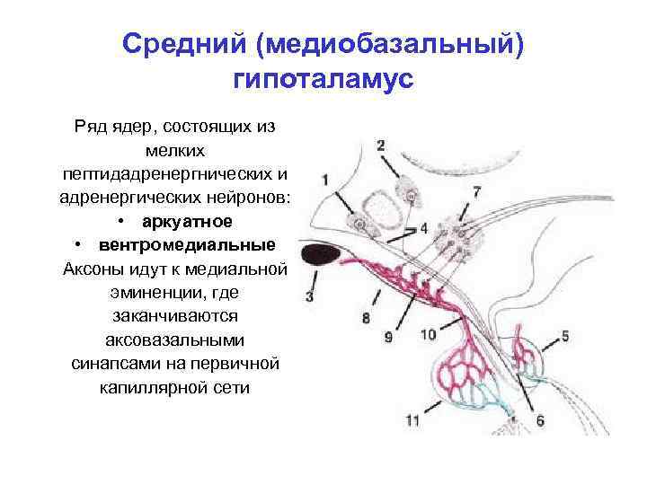 Средний (медиобазальный) гипоталамус Ряд ядер, состоящих из мелких пептидадренергнических и адренергических нейронов: • аркуатное