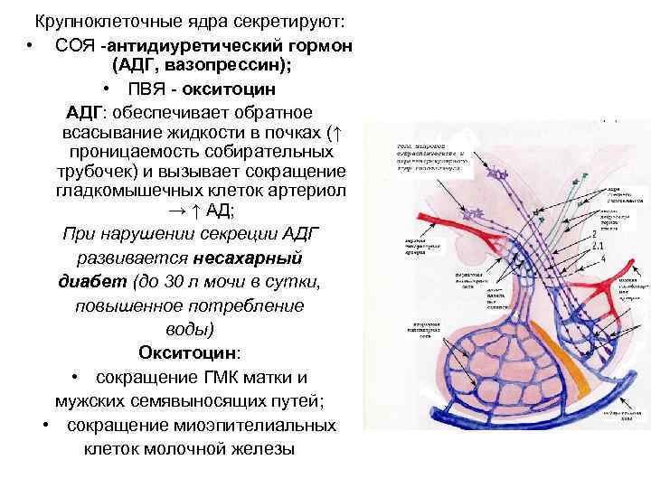 Крупноклеточные ядра секретируют: • СОЯ -антидиуретический гормон (АДГ, вазопрессин); • ПВЯ - окситоцин АДГ: