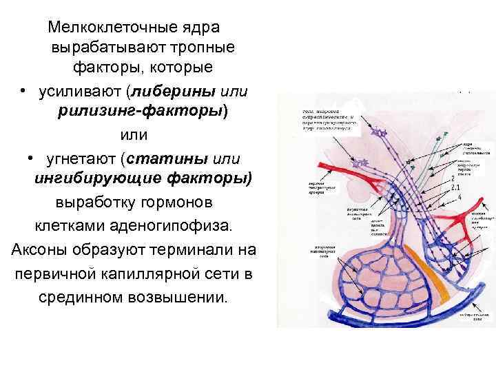 Мелкоклеточные ядра вырабатывают тропные факторы, которые • усиливают (либерины или рилизинг-факторы) или • угнетают