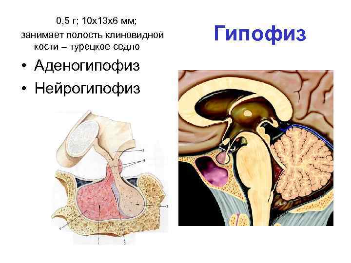 0, 5 г; 10 х13 х6 мм; занимает полость клиновидной кости – турецкое седло