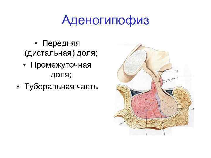 Аденогипофиз • Передняя (дистальная) доля; • Промежуточная доля; • Туберальная часть 