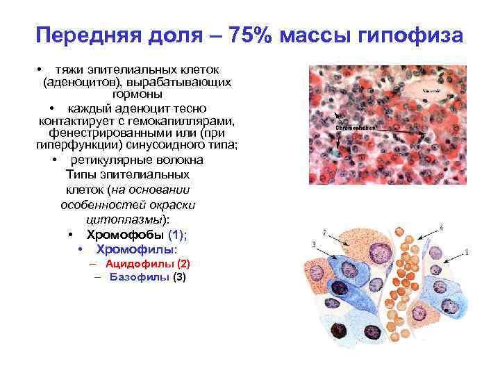 Передняя доля – 75% массы гипофиза • тяжи эпителиальных клеток (аденоцитов), вырабатывающих гормоны •