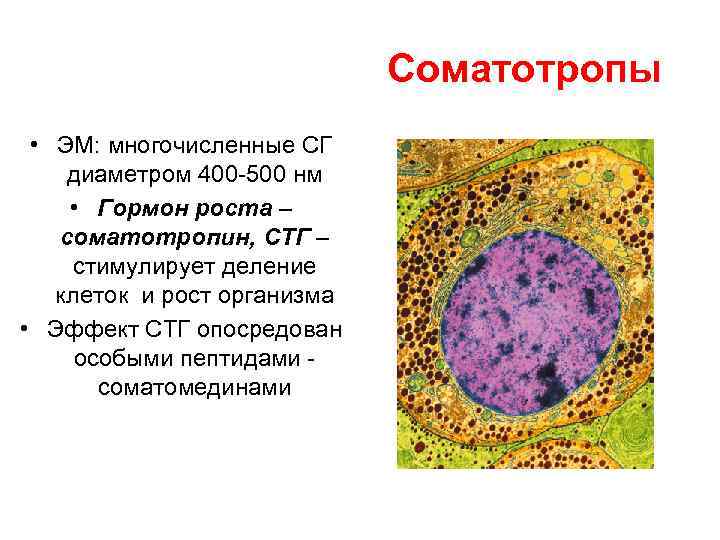 Соматотропы • ЭМ: многочисленные СГ диаметром 400 -500 нм • Гормон роста – соматотропин,