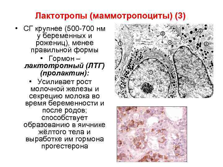 Лактотропы (маммотропоциты) (3) • СГ крупнее (500 -700 нм у беременных и рожениц), менее