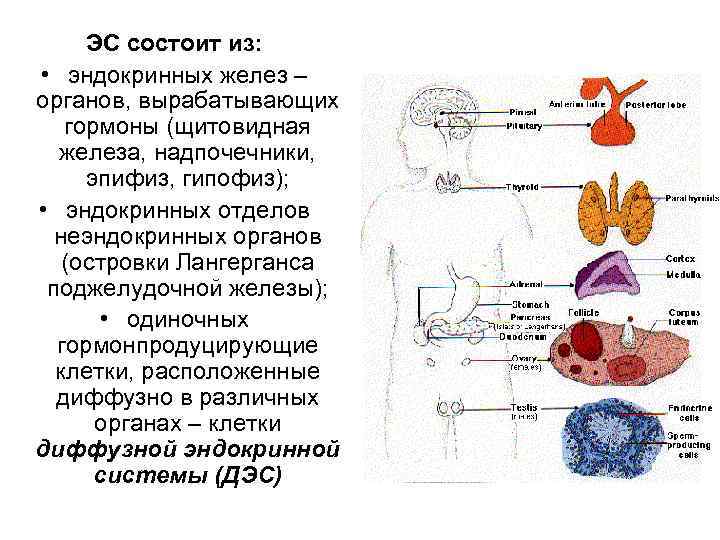 Эндокринная система рисунок с подписями