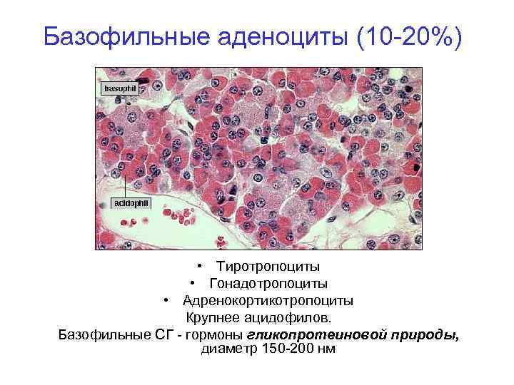 Базофильные аденоциты (10 -20%) • Тиротропоциты • Гонадотропоциты • Адренокортикотропоциты Крупнее ацидофилов. Базофильные СГ