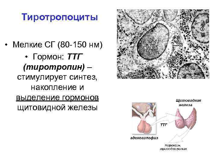 Тиротропоциты • Мелкие СГ (80 -150 нм) • Гормон: ТТГ (тиротропин) – стимулирует синтез,