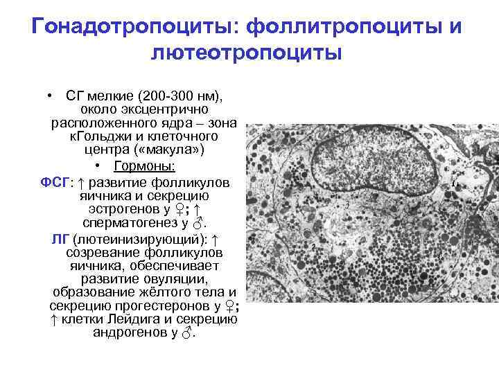 Гонадотропоциты: фоллитропоциты и лютеотропоциты • СГ мелкие (200 -300 нм), около эксцентрично расположенного ядра