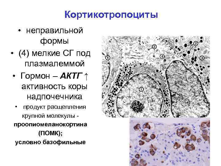 Кортикотропоциты • неправильной формы • (4) мелкие СГ под плазмалеммой • Гормон – АКТГ