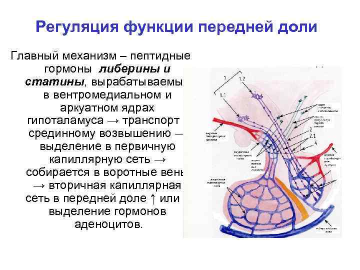 Регуляция функции передней доли Главный механизм – пептидные гормоны либерины и статины, вырабатываемые в