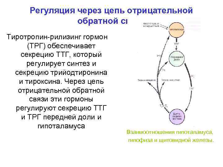 Регуляция через цепь отрицательной обратной связи Тиротропин-рилизинг гормон (ТРГ) обеспечивает секрецию ТТГ, который регулирует