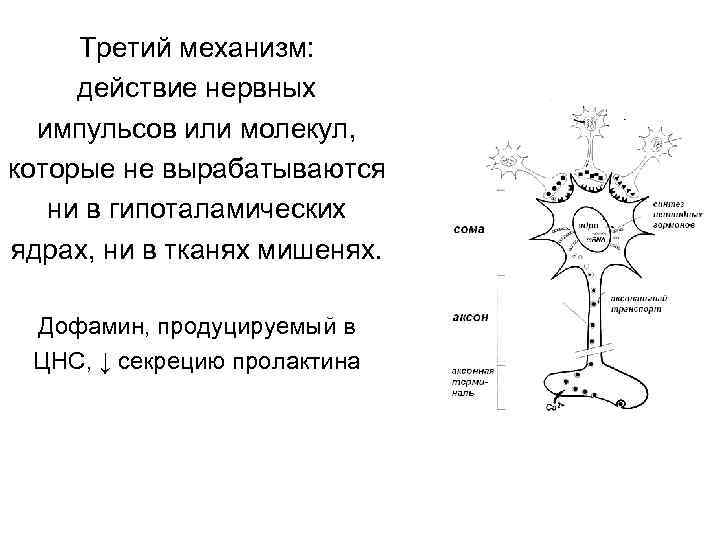 Третий механизм: действие нервных импульсов или молекул, которые не вырабатываются ни в гипоталамических ядрах,