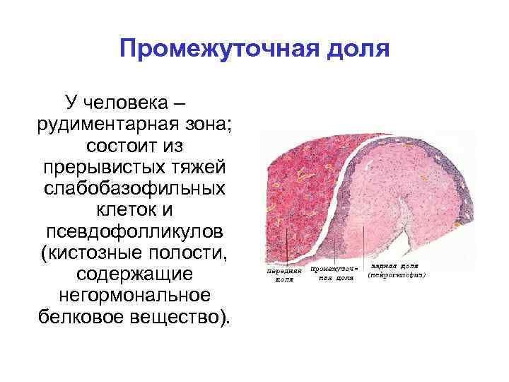 Промежуточная доля У человека – рудиментарная зона; состоит из прерывистых тяжей слабобазофильных клеток и