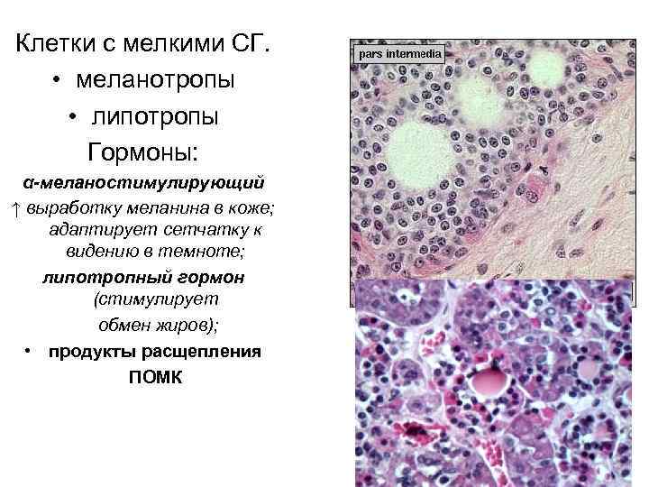 Клетки с мелкими СГ. • меланотропы • липотропы Гормоны: α-меланостимулирующий ↑ выработку меланина в